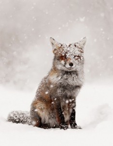 Snow Fox